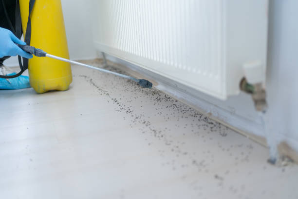 Best Local Pest Control Services  in Ben Lomond, CA