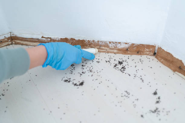 Best Pest Prevention Services  in Ben Lomond, CA