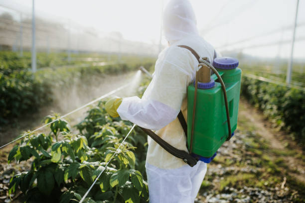 Flea Control Services in Ben Lomond, CA